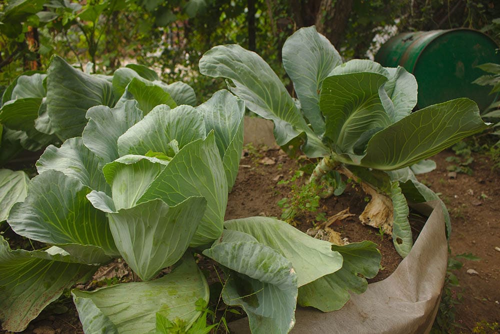 Brunswick cabbage