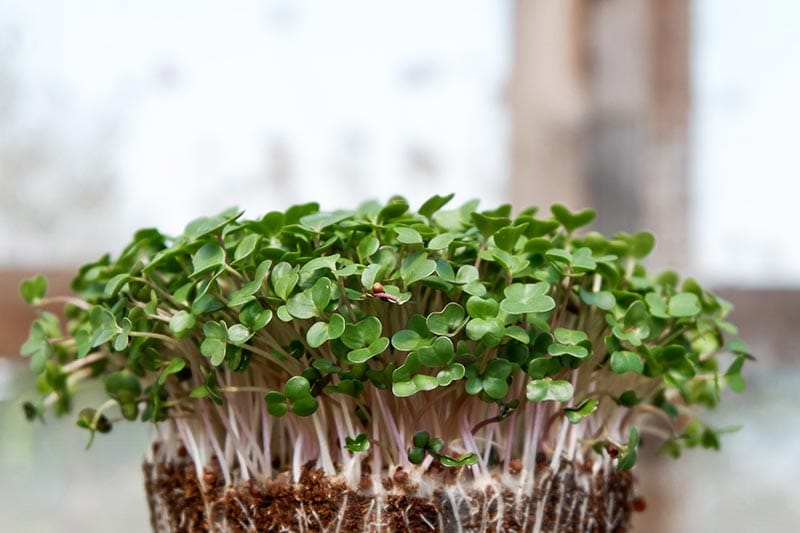 brussels microgreens