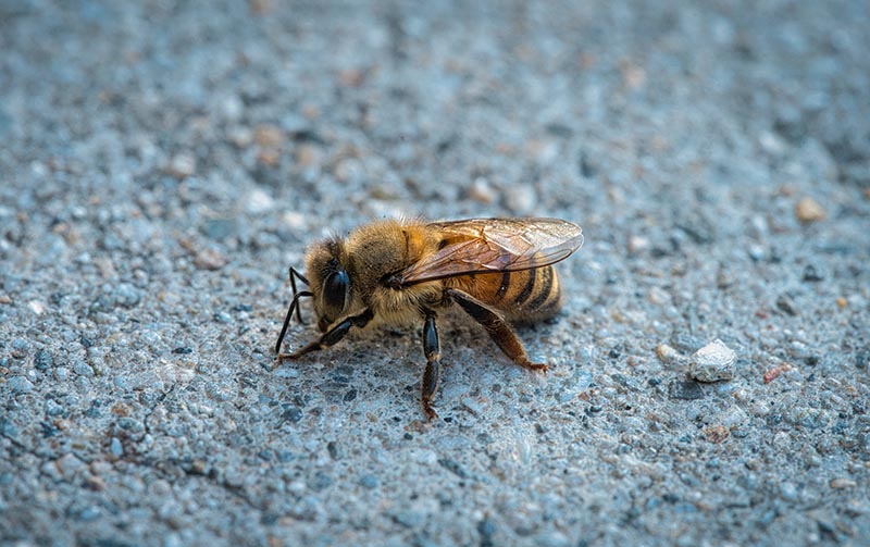 bumble bee on the ground