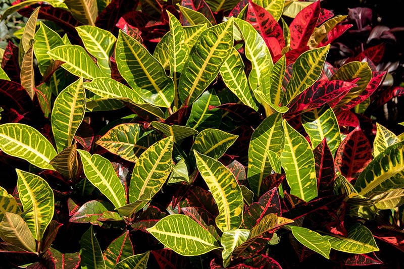 bunch of crotons