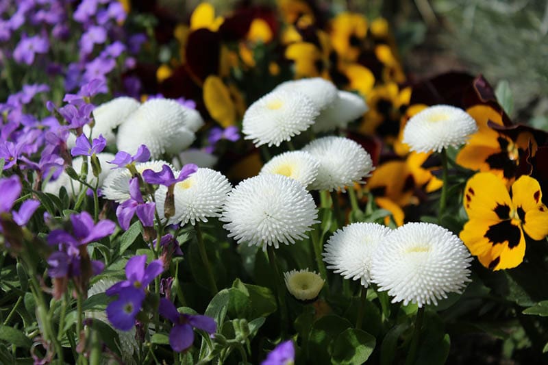 bunch of english daisies
