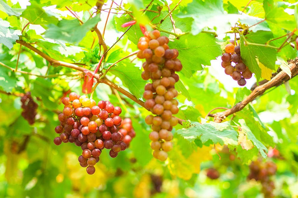 Bunch of flame seedless grapes