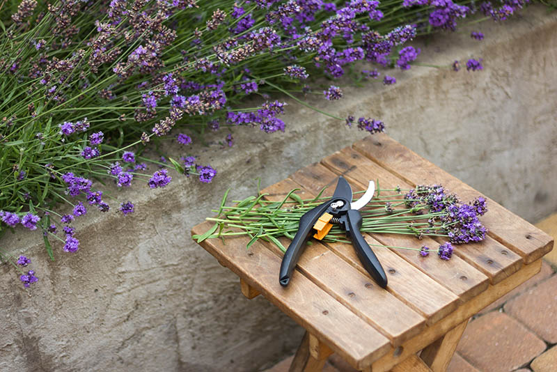 bunch of freshly pruned lavenders
