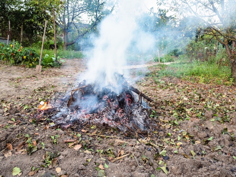 burning grass in the garden
