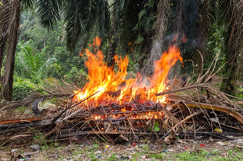Burning palm tree
