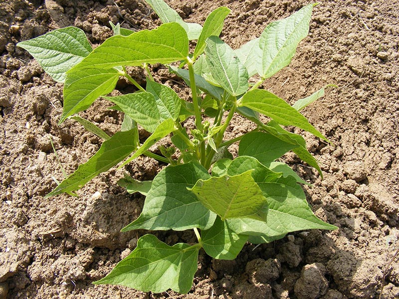 bush bean plant