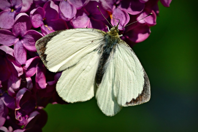 cabbage-white butterfly