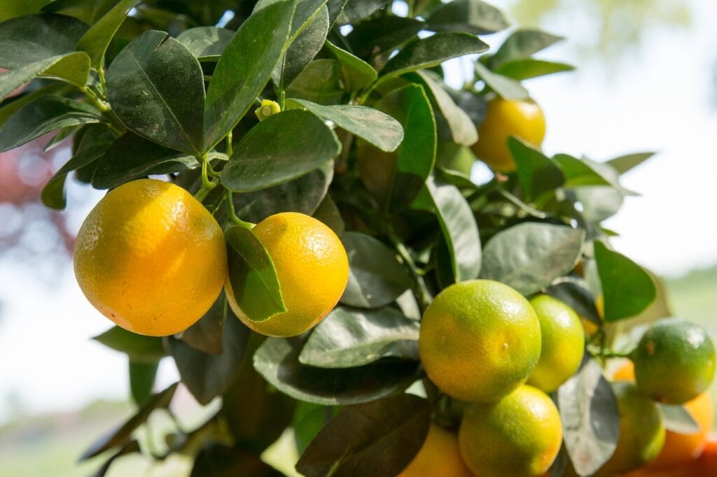 calamansi