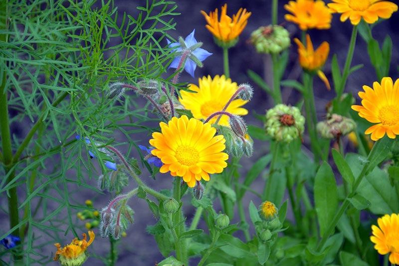 calendula plants