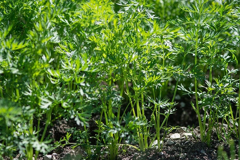 carrot plants