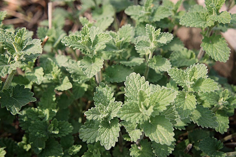 catnip plants