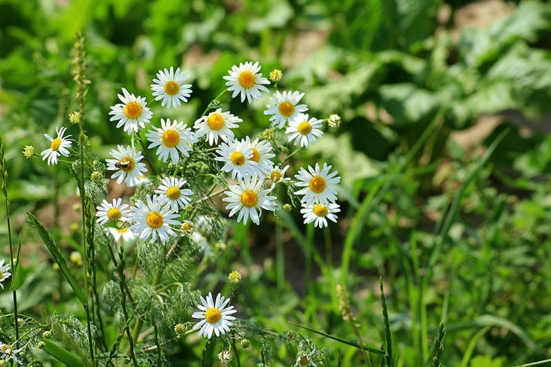 chamomile plants