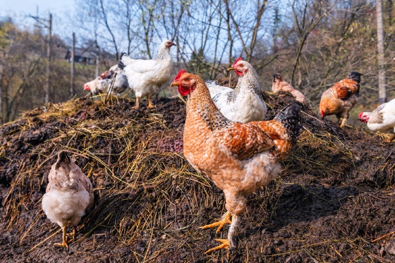 chicken manure