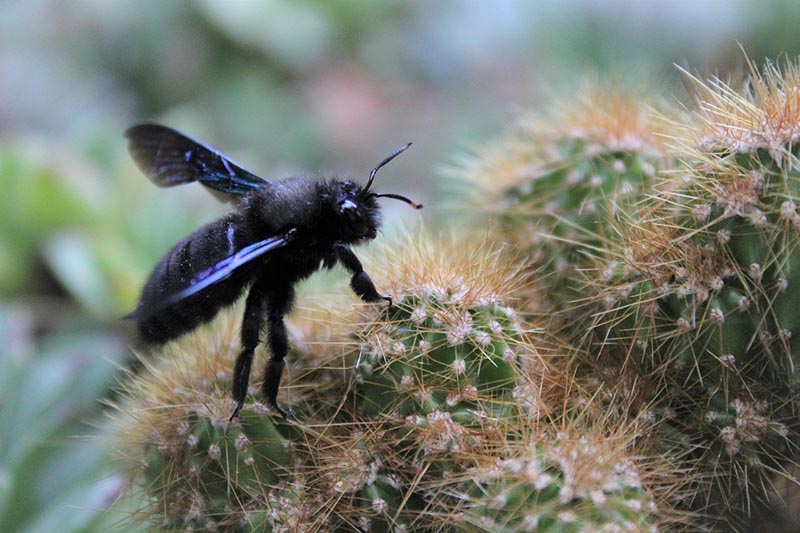close up carpenter bee on a cactus