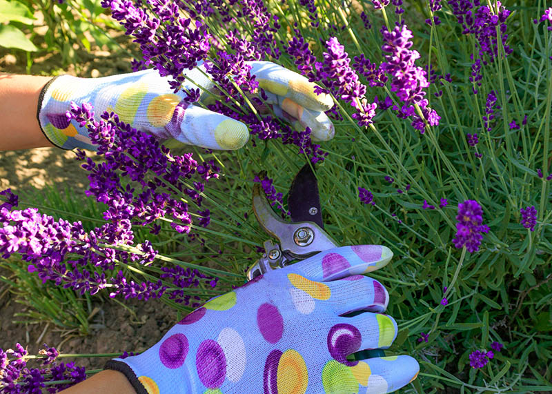 close up hand pruning lavender