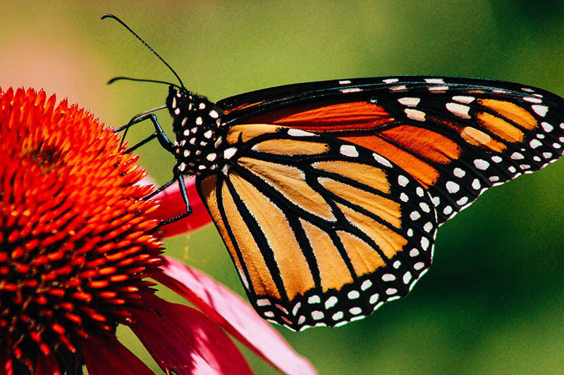 close up monarch butterfly on a flower
