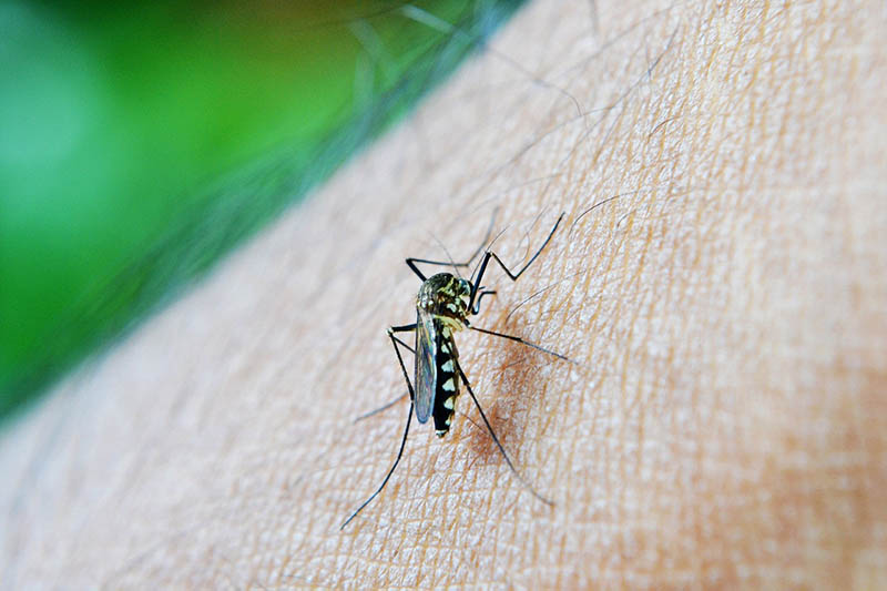 close up mosquito on a person's skin