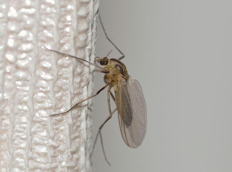 close up mosquito