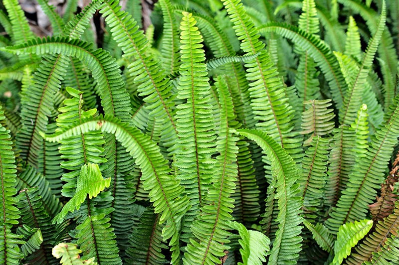 close up of a hawaiian kupukupu fern