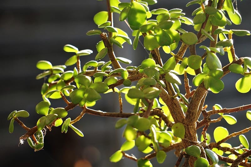 close up of a bonsai tree