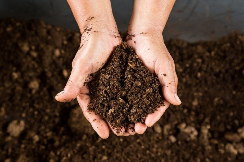 close up of hands holding peat moss