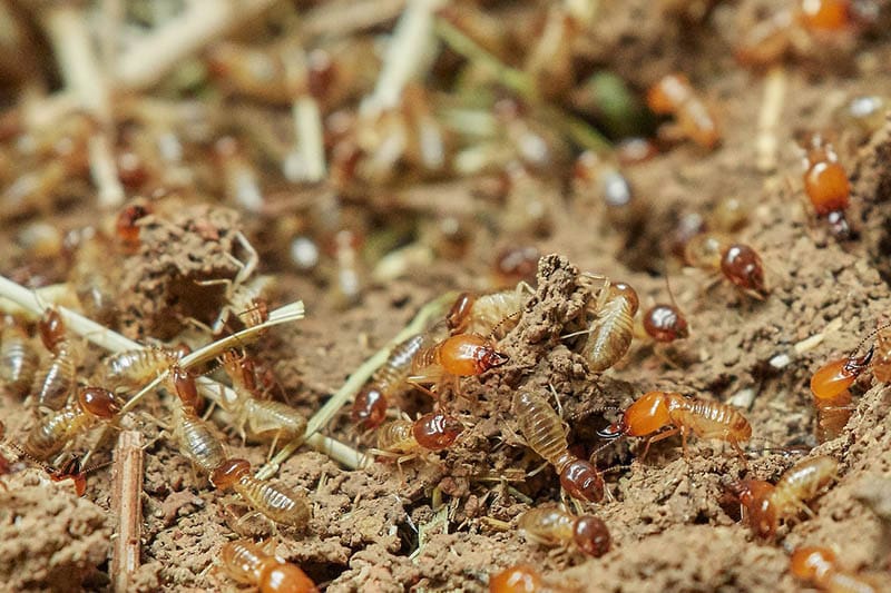 close up termites