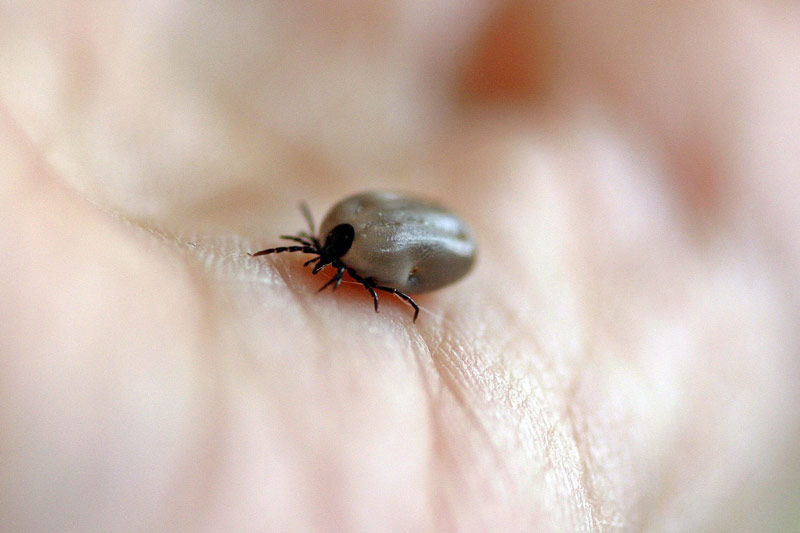 closeup of a tick on the hand of a person