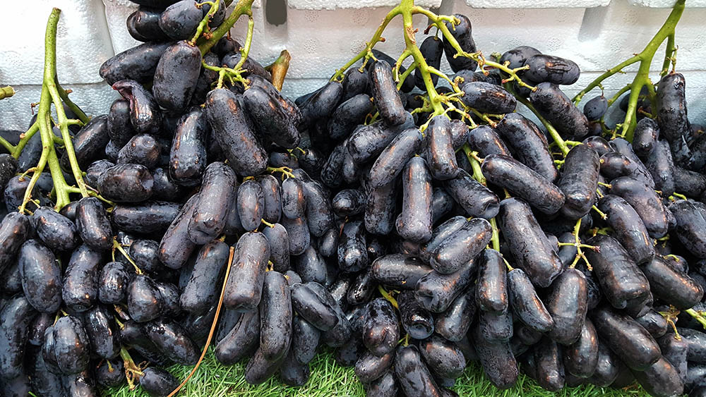 closeup of moon drop grapes