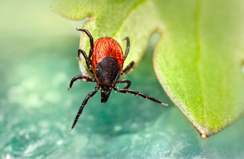 closeup shot of a tick