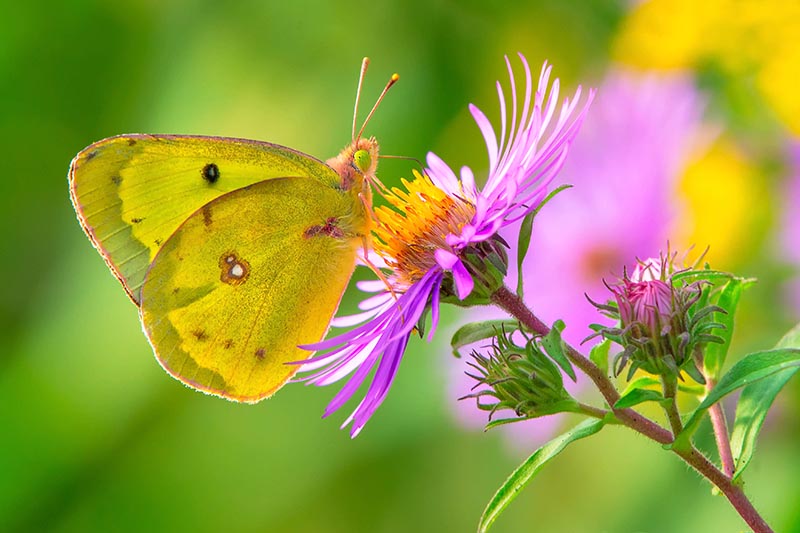 Clouded Sulphur Butterfly