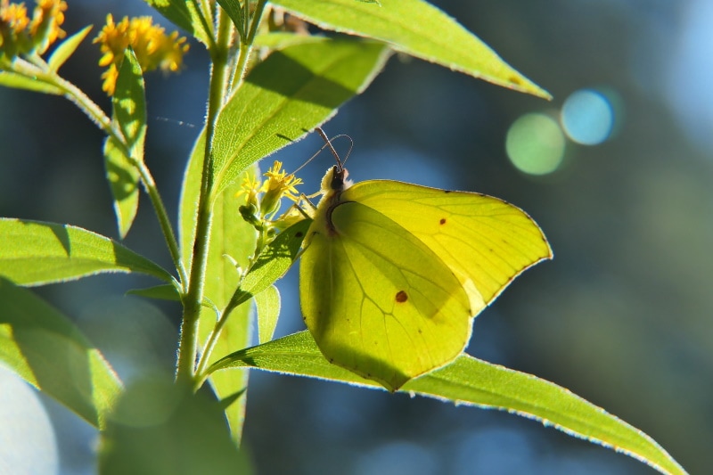 cloudless sulphur butterfly
