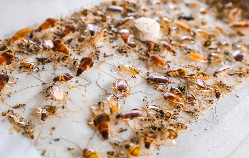 cockroaches stuck at sticky adhesive trap bait