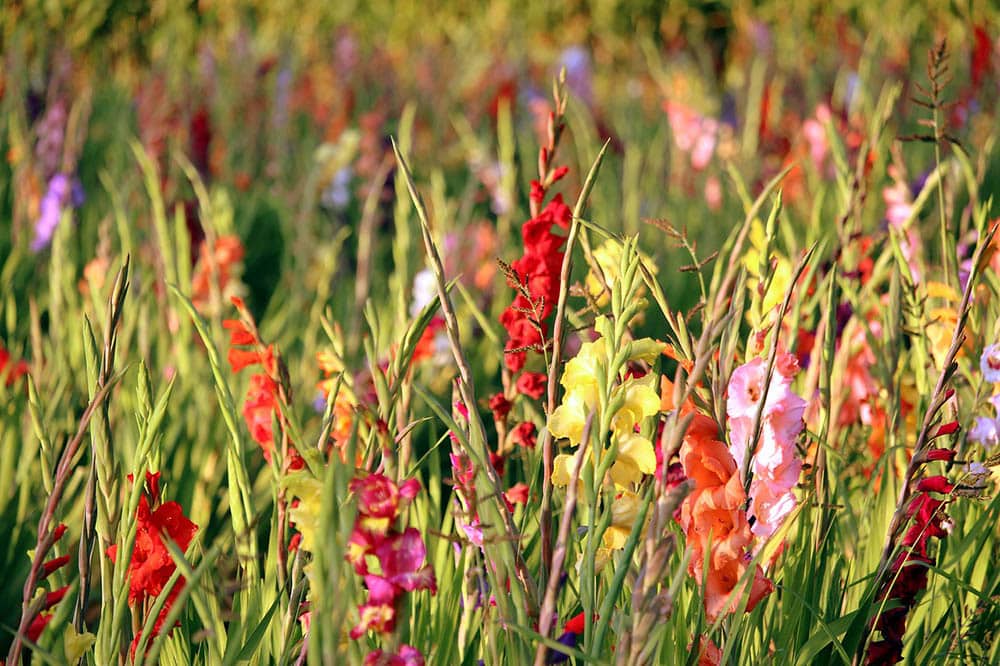 colorful gladiolus
