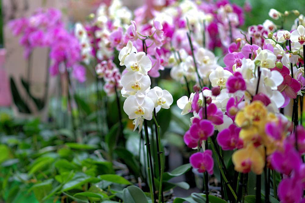 colorful orchids in the garden