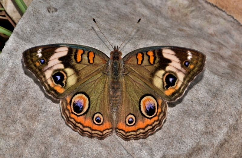 common buckeye butterfly