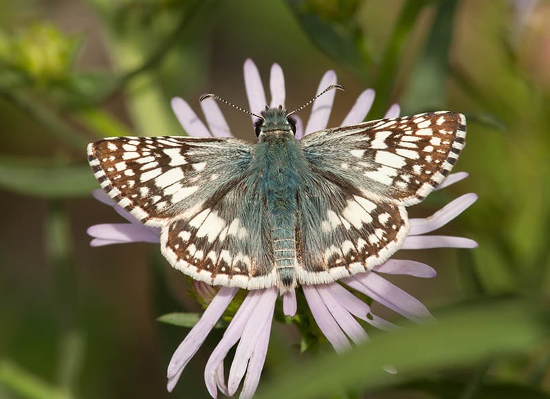 Common Checkered Skipper butterfly