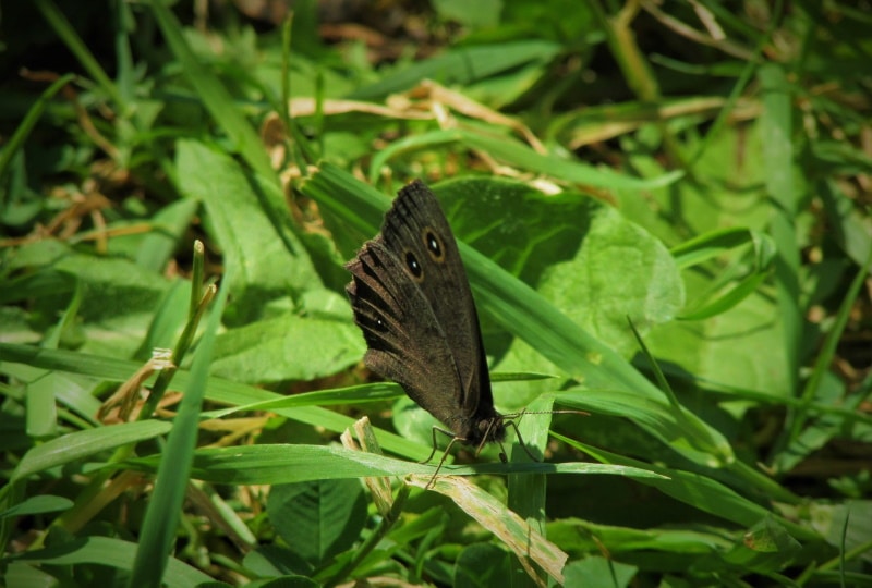 common wood nymph butterfly