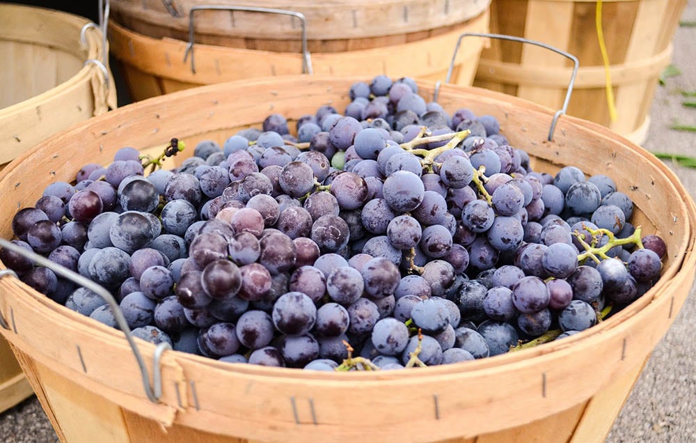 concord grape on a basket