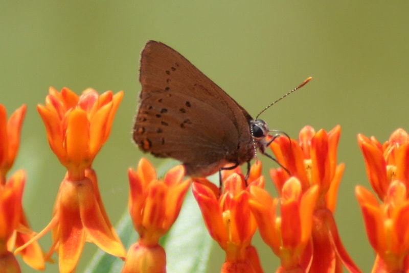 coral hairstreak