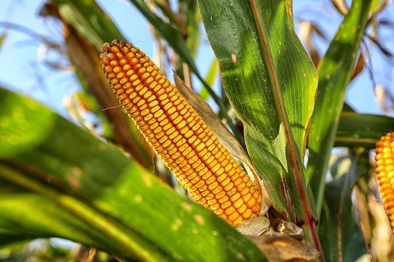 corn plant