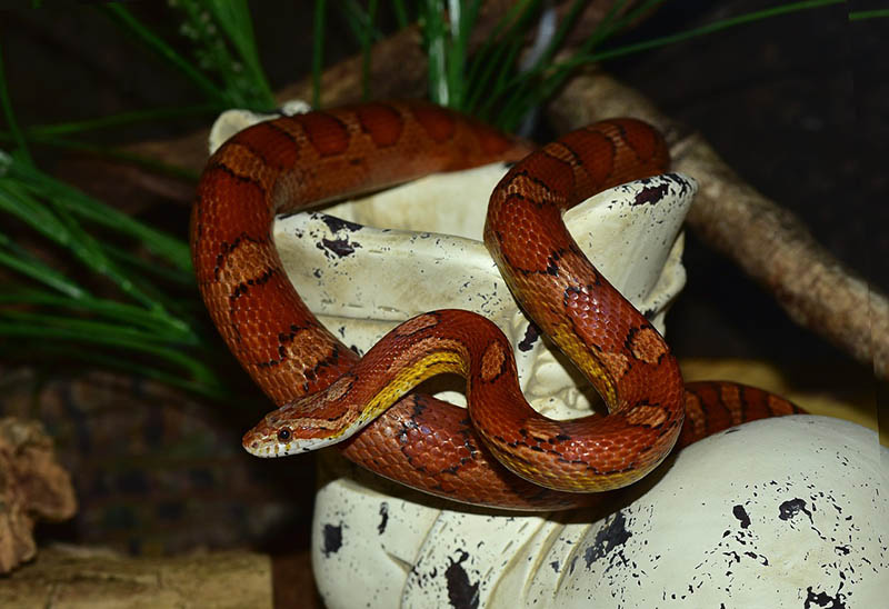 corn snake indoor