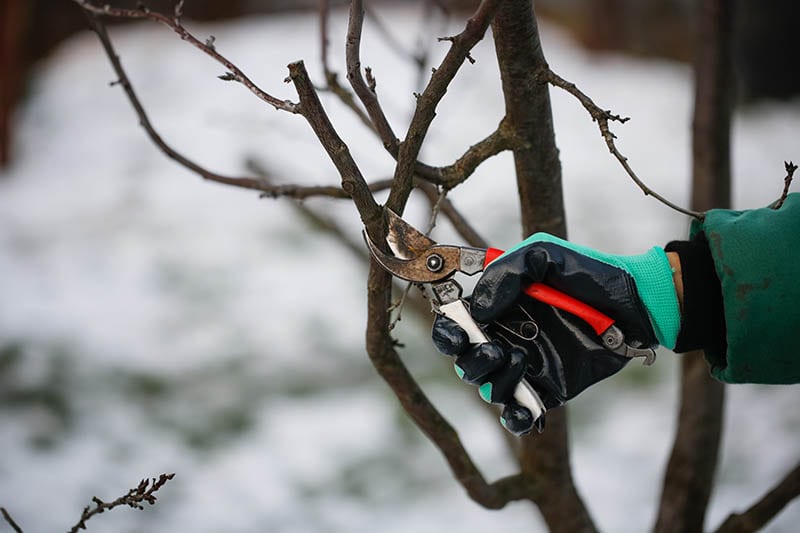 corrective pruning
