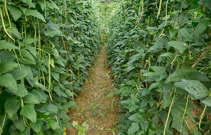 cowpea plant on vegetable garden