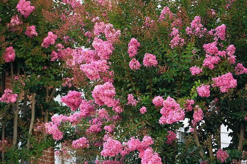 crape myrtle bush