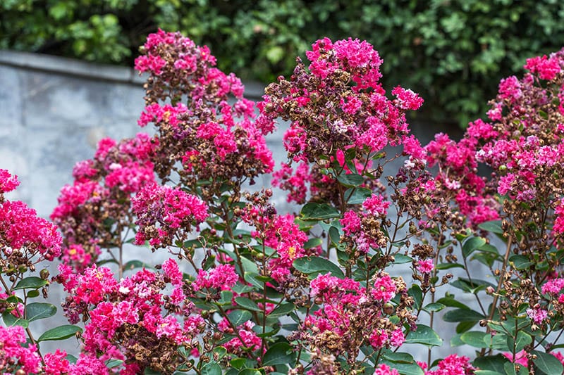 Crape myrtle bush