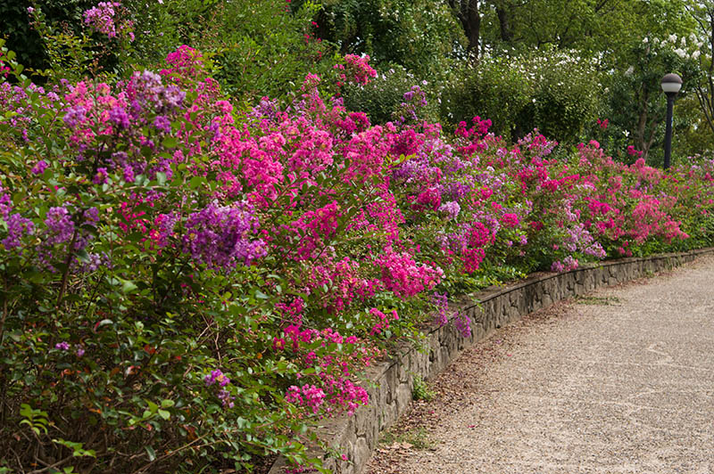 crape myrtle bush