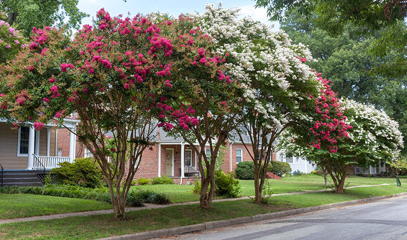 crape myrtle trees