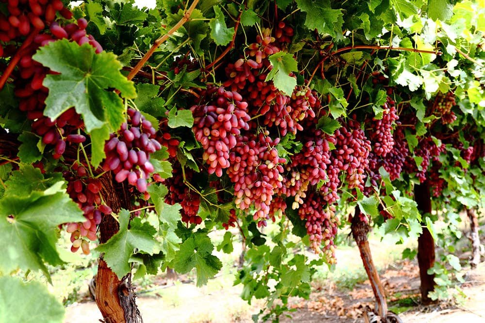 crimson seedless grapes vineyard