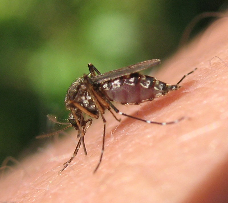 closeup of a black salt marsh mosquito on a person's skin