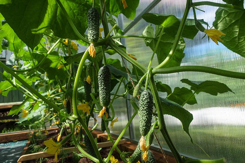 cucumber plants